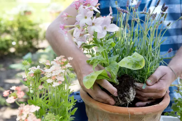 Planting up the container