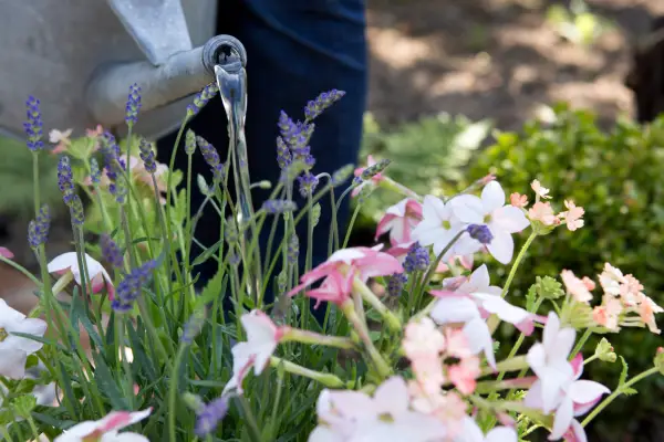 Watering the container