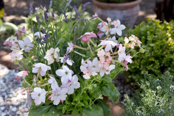 Nicotiana and lavender in a pot display