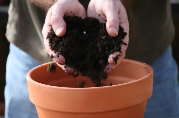 Growing Arisaema - adding compost to the pot