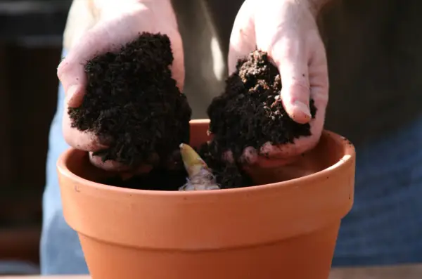 Growing Arisaema - placing compost around the bulb