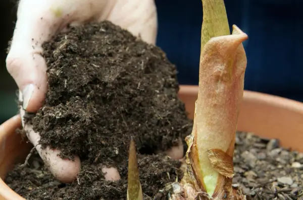 Growing Arisaema - topping up with compost