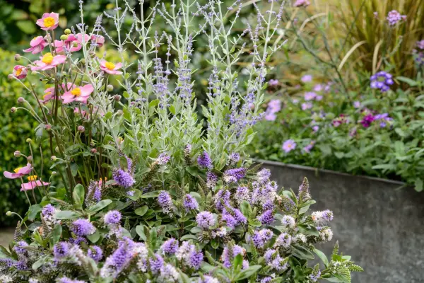 How to grow hebes - where to plant a hebe