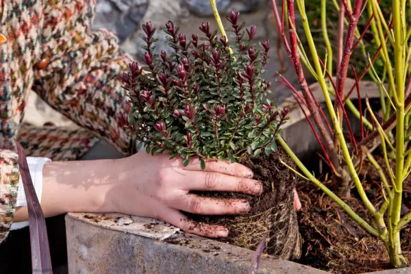 How to grow hebes - how to plant a hebe