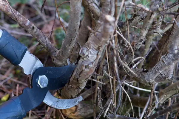 How to grow hebes - pruning hebe