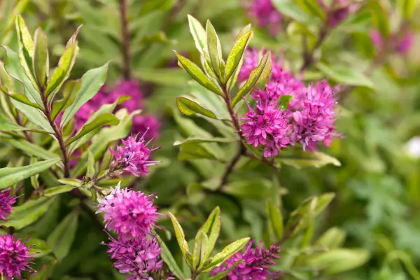 How to grow hebes - Hebe 