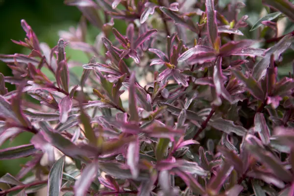 How to grow hebes - hebe 