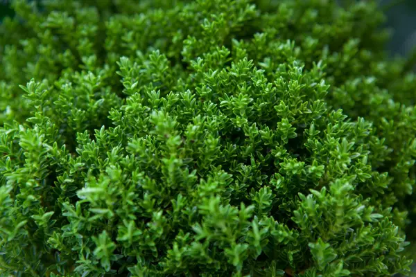 How to grow hebes - Hebe 