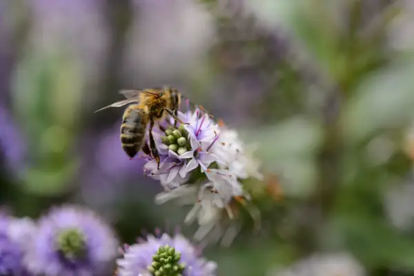 Bee on a hebe flower