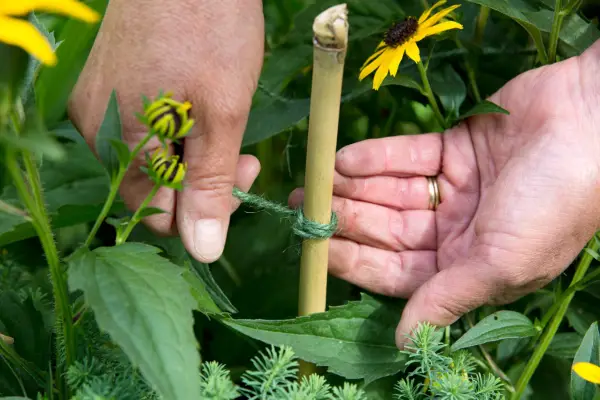 How to make earwig traps - winding string around the cane