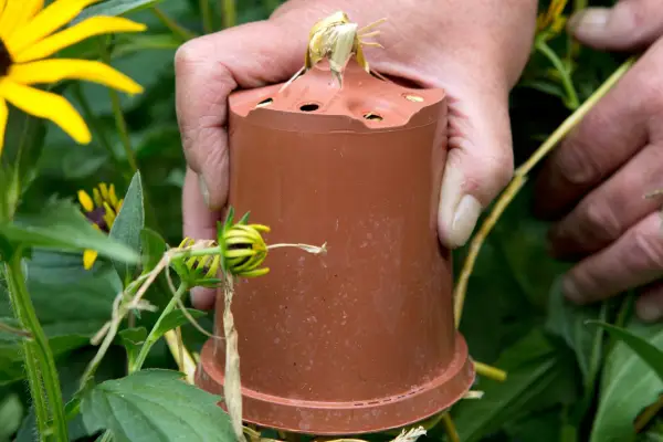 How to make earwig traps - placing the pot on the cane