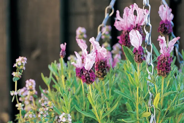 Lavender and thyme hanging basket