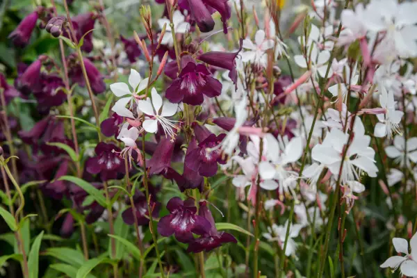 10 planter til lette sommerblomster