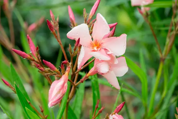 Plants with irritant sap - Nerium oleander