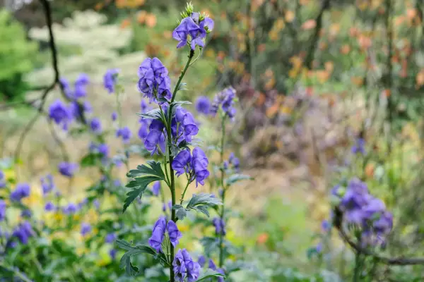 Plants with irritant sap - aconitum