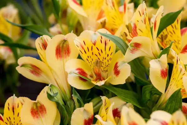 Plants with irritant sap - alstromeria