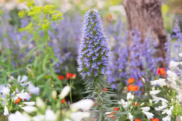 Plants with irritant sap - echium