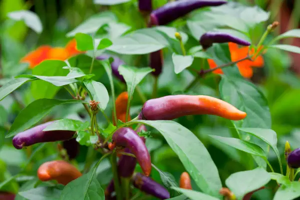 Plants with irritant sap - Capsicum annuum