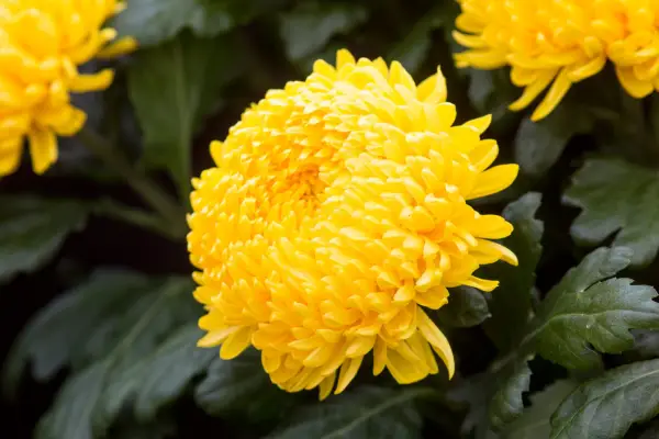 Plants with irritant sap - chrysanthemum