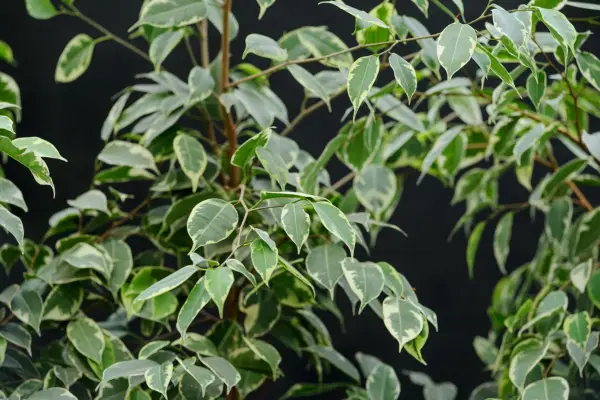 Plants with irritant sap - Ficus