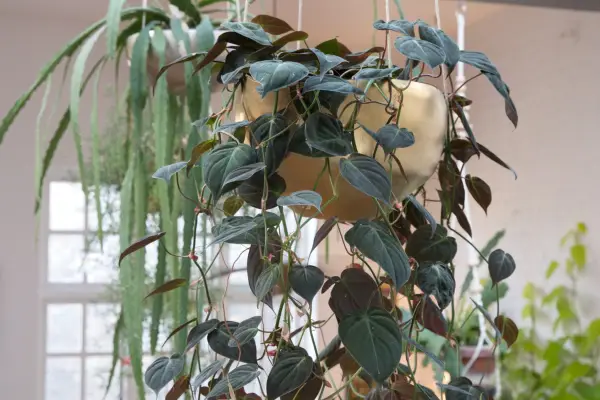 Plants with irritant sap - philodendron