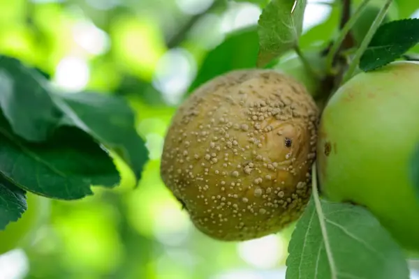 Brown rot on an apple