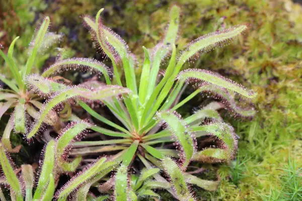 drosera capensis
