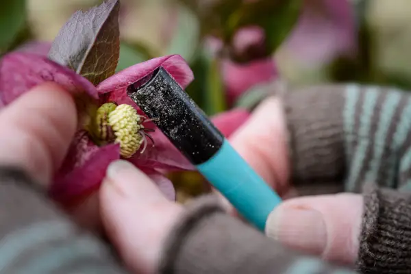 Dabbing pollen on to the central stigma