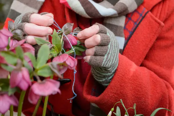 Tying coloured wool around the pollinated hellebore flower