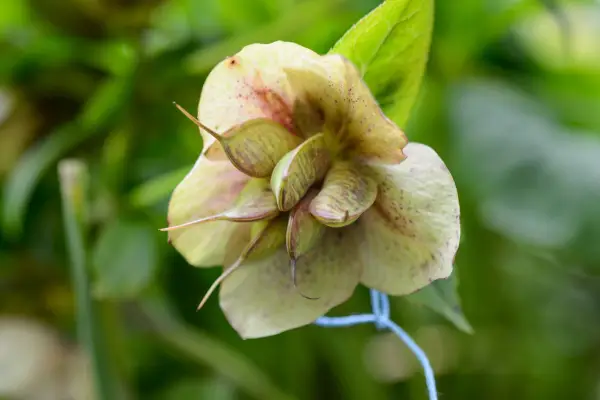 Swollen hellebore seedpods
