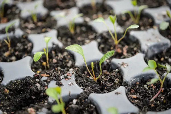 Close up of Hellebore seedlings