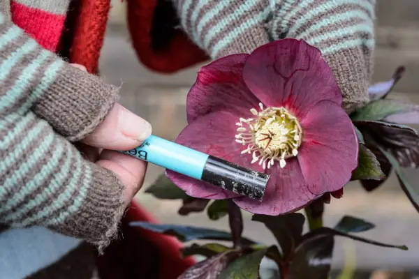Collecting pollen from hellebore flower