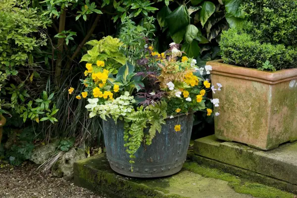 Creeping Jenny growing with other plants in a pot