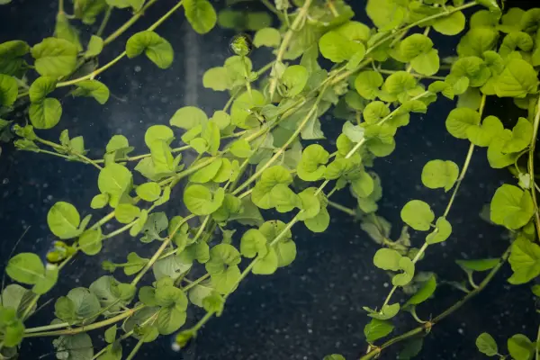 Trailing stems of creeping Jenny