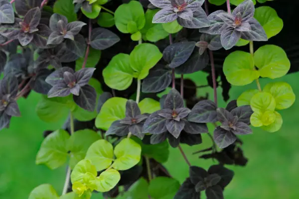 Lysimachia nummularia Aurea growing with congestiflora