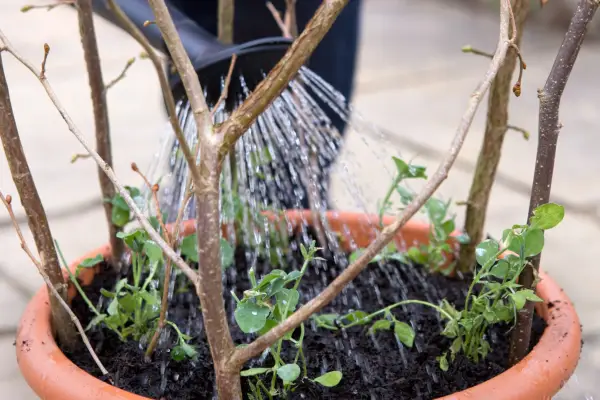 Watering the sweet peas