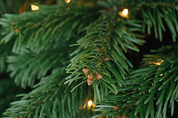 Nordmann fir Christmas tree foliage