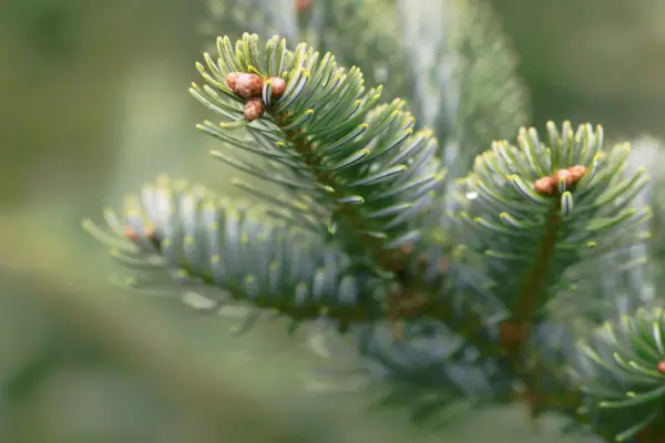 Allowing the branches to settle