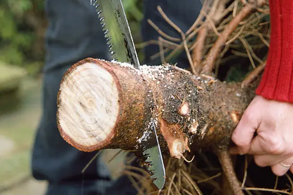 Sawing the bottom of a Christmas tree trunk