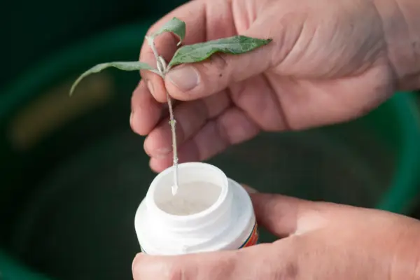 Taking cuttings - using hormone-rooting powder