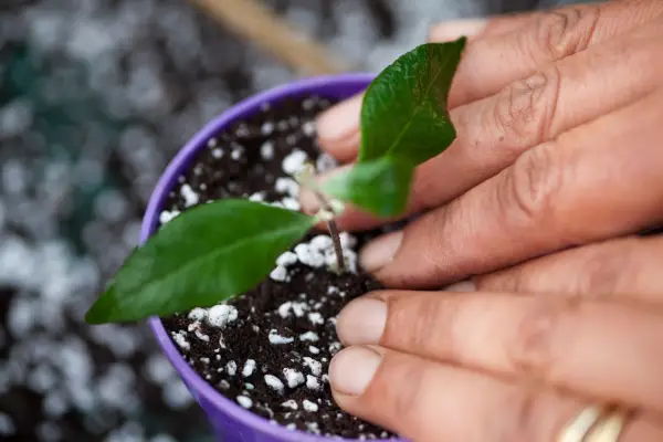 Taking cuttings - pushing the cutting into compost