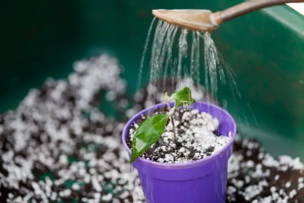 Taking cuttings - watering the cutting