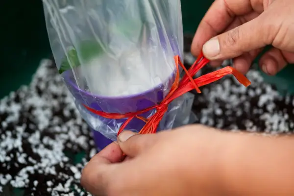 Taking cuttings - covering with a plastic bag