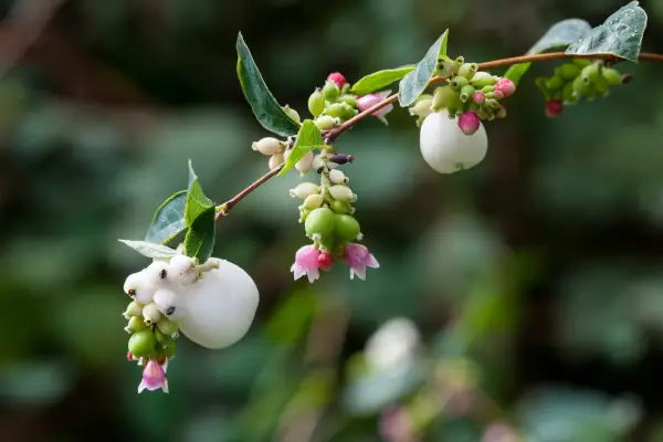 Snowberry, Symphoricarpos, Getty Images