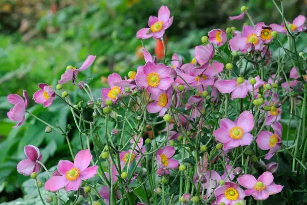 Japanese anemones