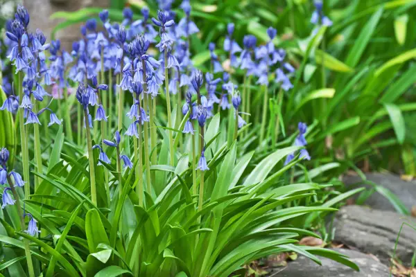 Spanish bluebell, Hyacinthoides hispanica, Getty Images