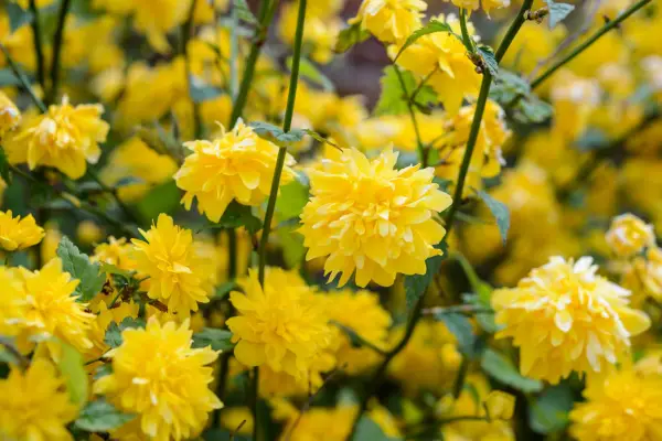 Masses of yellow flowers of Kerria japonica 