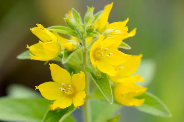 Yellow loosestrife, Lysmachia punctata