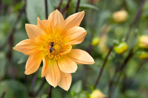 Waterlily dahlia 