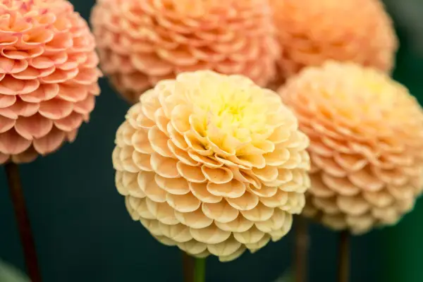 Pompon dahlia 
